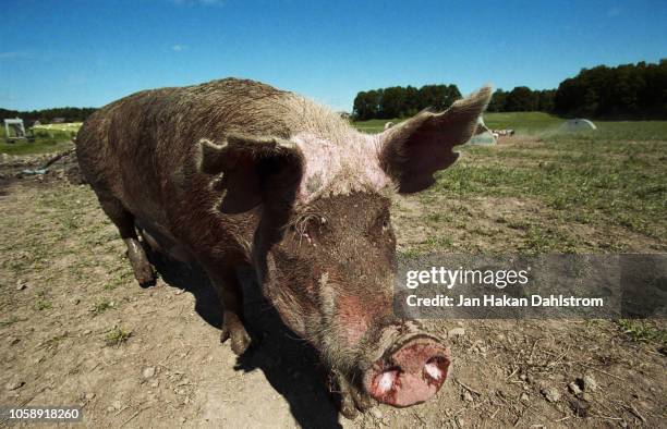sow pig on field - sow pig stock pictures, royalty-free photos & images
