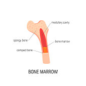 Bone marrow vector concept