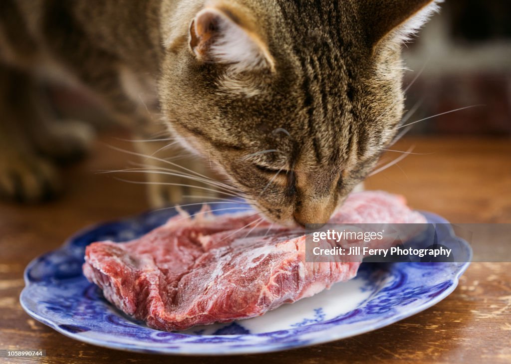 Pet cat sniffing frozen meat
