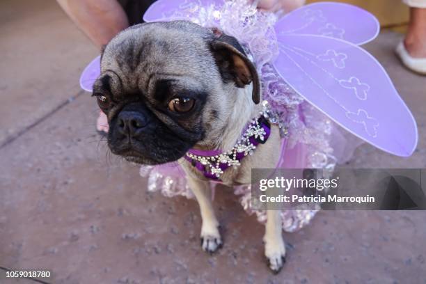 pug with lavender wings - abbigliamento per animali domestici foto e immagini stock