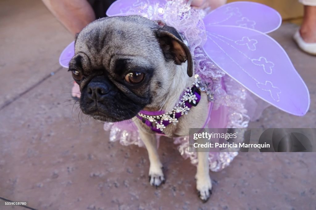 Pug with lavender wings