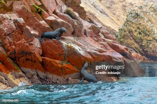 sea lions at ballestas islands, paracas, peru - pisco peru stock pictures, royalty-free photos & images