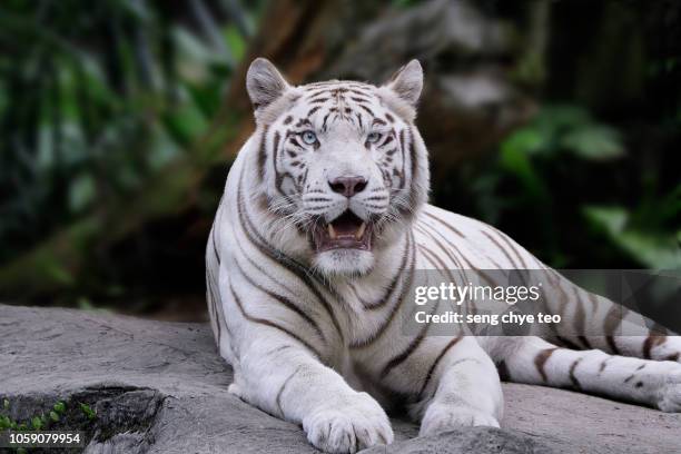 white tiger portrait - white tiger stock pictures, royalty-free photos & images