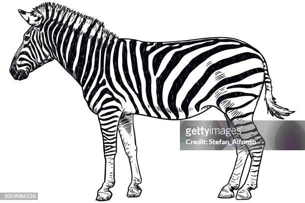 drawing of zebra - zebra stock illustrations