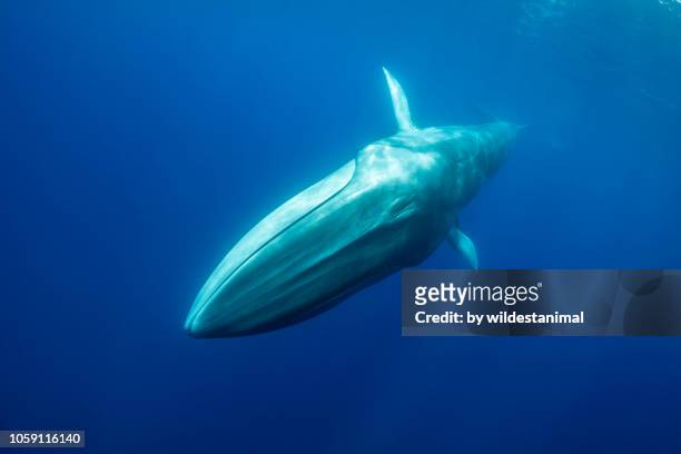 close up of a fin whale swimming towards the camera, atlantic ocean, the azores. - blue whale stock-fotos und bilder