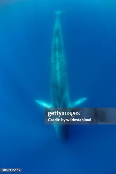 fin whale diving deeper, atlantic ocean, the azores. - blue whale stock pictures, royalty-free photos & images