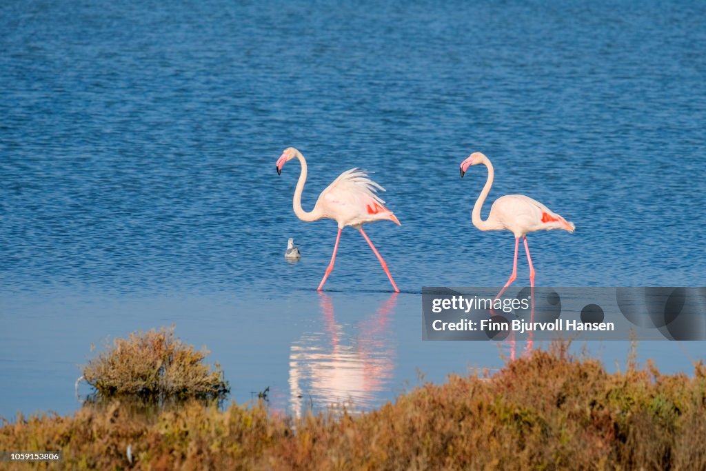 Two flamingoes walking i shallow water making a reflection