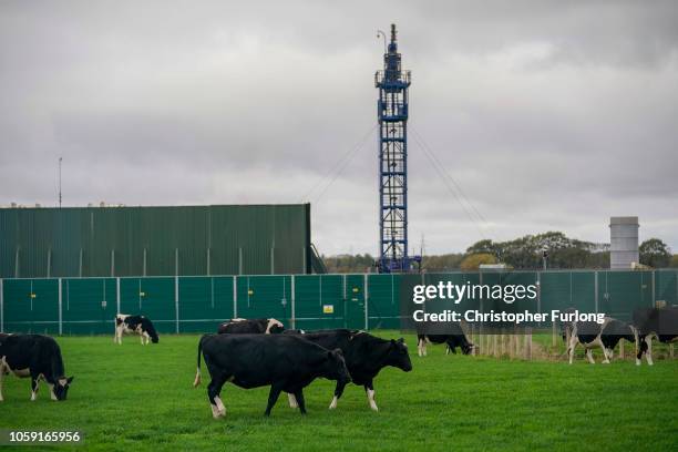 Cattle graze next to the Preston New Road drill site where energy firm Cuadrilla Resources have recommenced fracking operations to extract shale gas,...