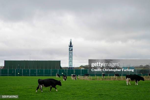 Cattle graze next to the Preston New Road drill site where energy firm Cuadrilla Resources have recommenced fracking operations to extract shale gas,...