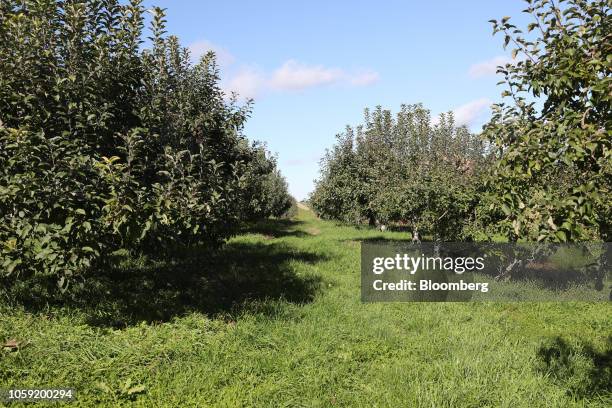 Fishkill Tree 30 Honeycrisp Apple Tree Stock Photos, High-Res Pictures, and Images ...