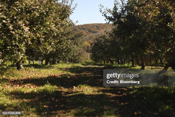Fishkill Tree Honeycrisp Apple Tree Fotografías e imágenes de stock - Getty Images