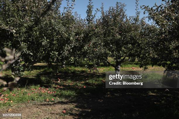 Fishkill Tree Honeycrisp Apple Tree Photos and Premium High Res Pictures - Getty Images