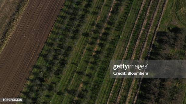 Fishkill Tree 30 Honeycrisp Apple Tree Stock Photos, High-Res Pictures, and Images ...