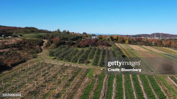 Fishkill Tree Honeycrisp Apple Tree Photos and Premium High Res Pictures - Getty Images