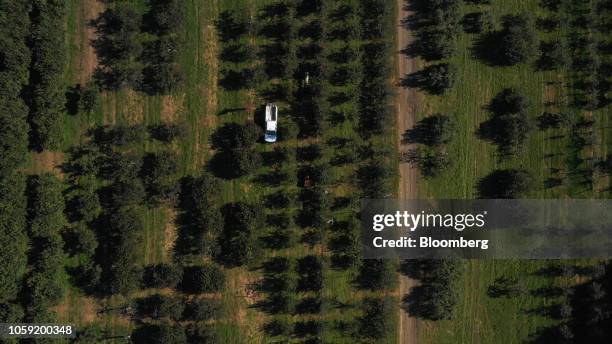 Fishkill Tree 30 Honeycrisp Apple Tree Stock Photos, High-Res Pictures, and Images ...