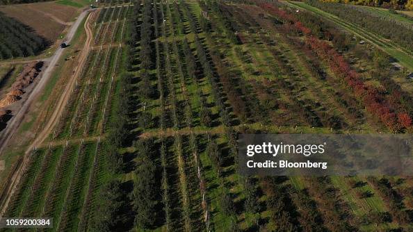 Fishkill Tree Apple trees stand in an orchard at Fishkill Farms in this aerial ...