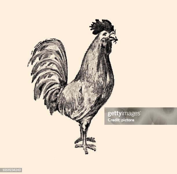 roosster (xxxl) - rooster comb peak stock illustrations