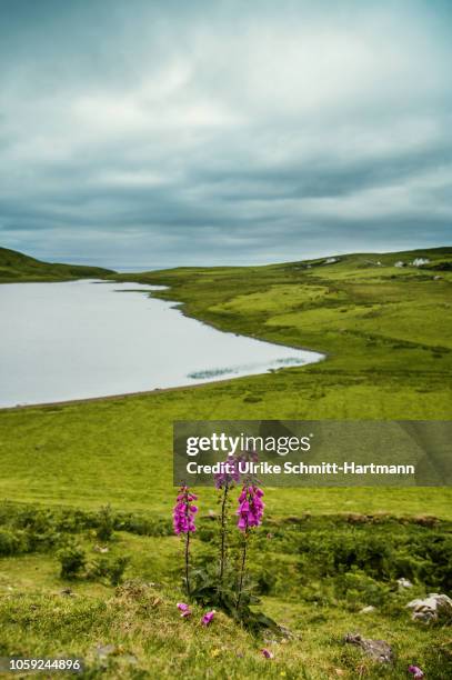 foxgloves (digitalis purpurea) in rural setting, overlooking loch - digitalis alba stock pictures, royalty-free photos & images