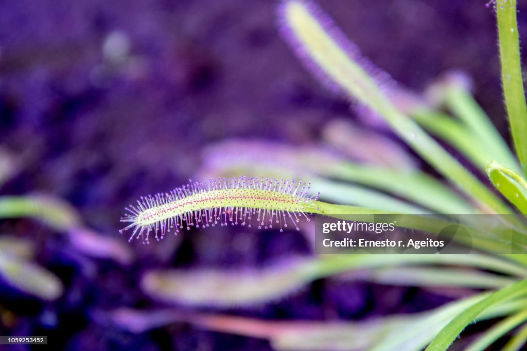Close up of carnivorous plant (Drosera capensis / Cape sundew)