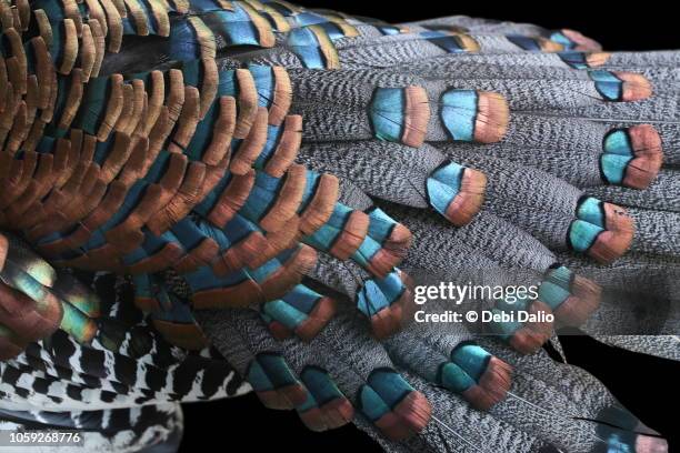 ocellated turkey feathers - turkey feathers 個照片及圖片檔