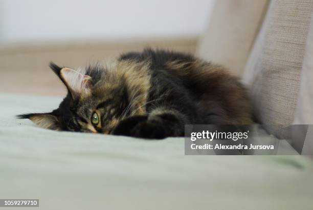 maine coon cat - cat bored stock pictures, royalty-free photos & images