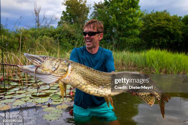 big pike catched - rod stock pictures, royalty-free photos & images