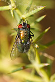 male Blow Fly (Lucilia caesar)