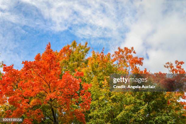 canadian maple tree fall foliage in montreal, quebec - 樹梢 個照片及圖片檔