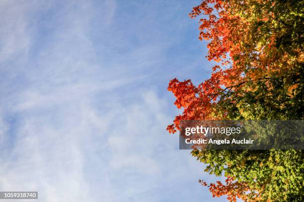 canadian maple tree fall foliage in montreal, quebec - canadian maple trees from below stock-fotos und bilder