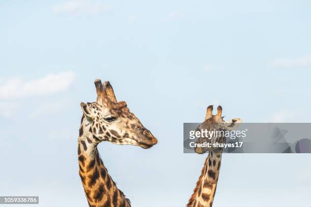 zwei giraffen-köpfe - long neck animals stock-fotos und bilder