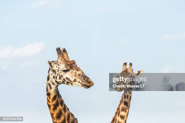 cabezas de dos jirafas - long neck animals fotografías e imágenes de stock