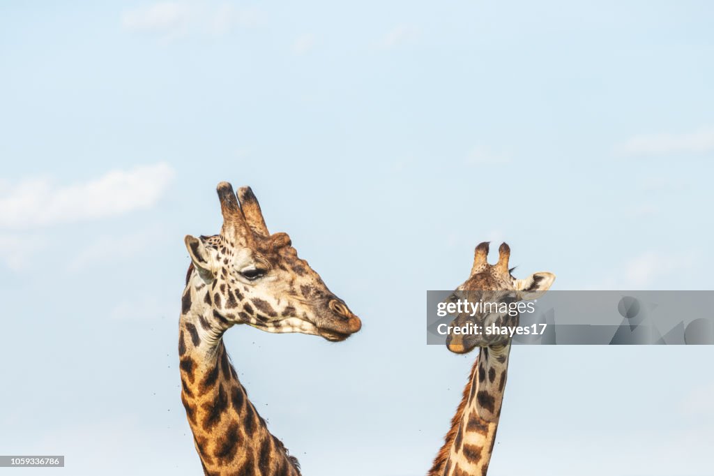 Two giraffe heads