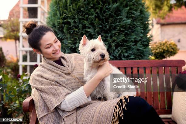 cheerful young woman with cute dog - west highland white terrier imagens e fotografias de stock