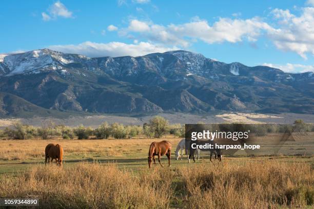 beautiful utah valley with mountain and grazing horses - ranch landscape stock pictures, royalty-free photos & images