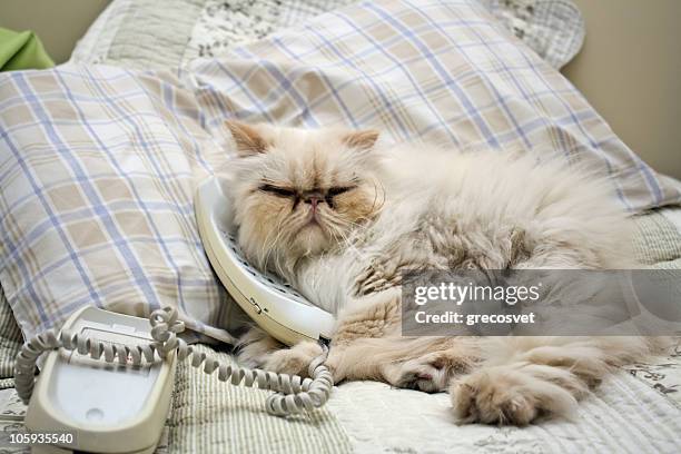 cat at phone - animal call bildbanksfoton och bilder