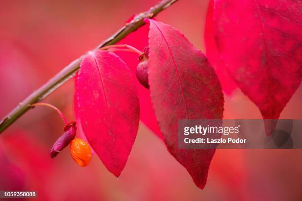 red berry - burning bush fotografías e imágenes de stock
