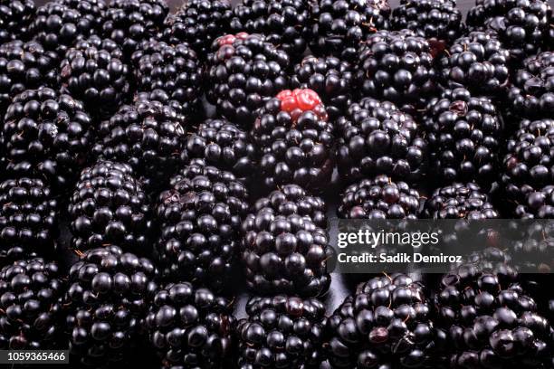 close up fresh pile of blackberries in a row - blackberry fruit macro stock pictures, royalty-free photos & images