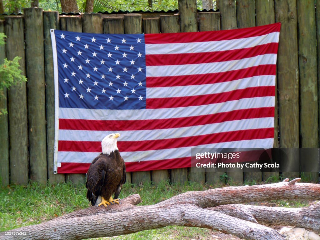Eagle and flag