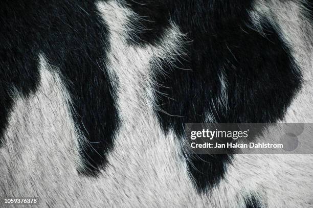 black and white cattle fur - hide stockfoto's en -beelden