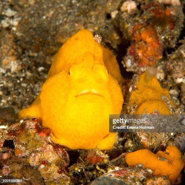 yellow frogfish portrait - yellow frogfish stock pictures, royalty-free photos & images
