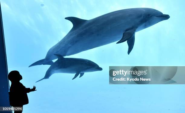 Bottlenose dolphin calf swims alongside its mother in a pool at the Port of Nagoya Public Aquarium in Nagoya, central Japan, on Oct. 18, 2018. The...