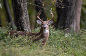 White tailed deer buck