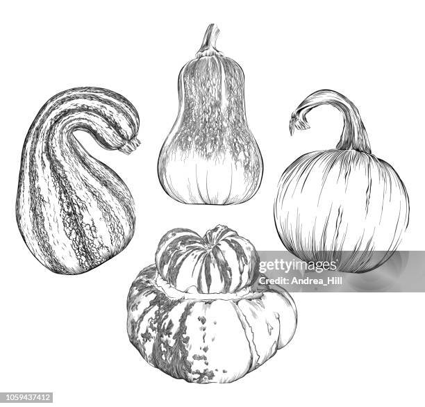 squash sketch vector illustration set - pumpkin, honeynut squash, cushaw squash and turk's turban squash - winter squash stock illustrations