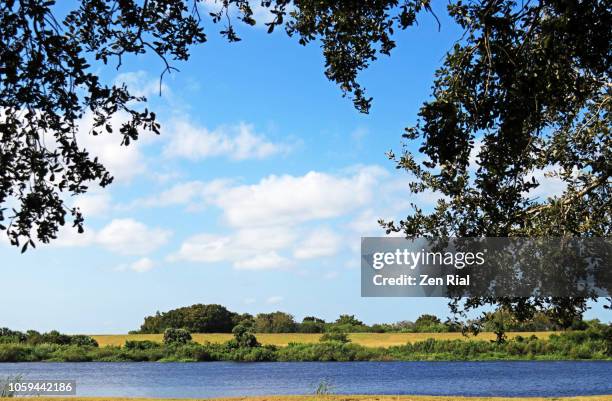 a sunny florida landscape scene framed by an oak tree - okeechobee, florida stock pictures, royalty-free photos & images