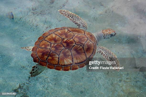 green sea turtle, grand cayman - green turtle stock pictures, royalty-free photos & images