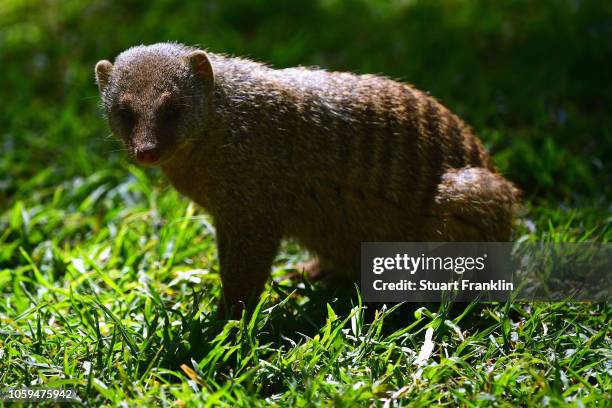 Mongoose is pictured during the second round of the Nedbank Golf Challenge at Gary Player CC on November 9, 2018 in Sun City, South Africa.