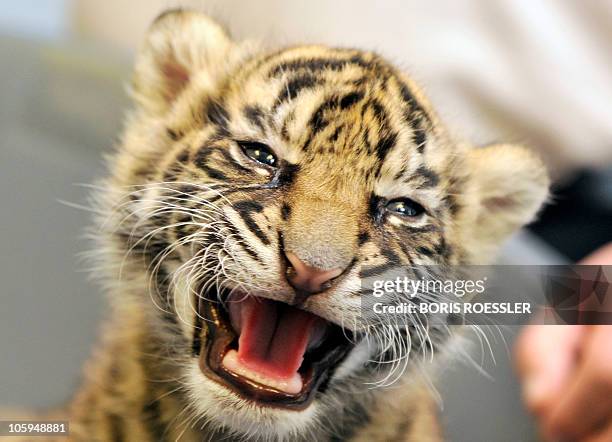 Baby tiger named Daseepis presented to journalists a the zoo in the central German city of Frankfurt am Main on October 6, 2010. A Sumatran tiger...