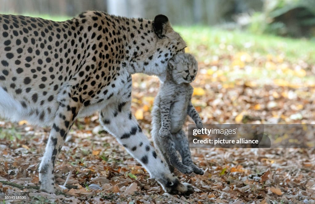 09 November 2018, North Rhine-Westphalia, Münster: Cheetah mother ...