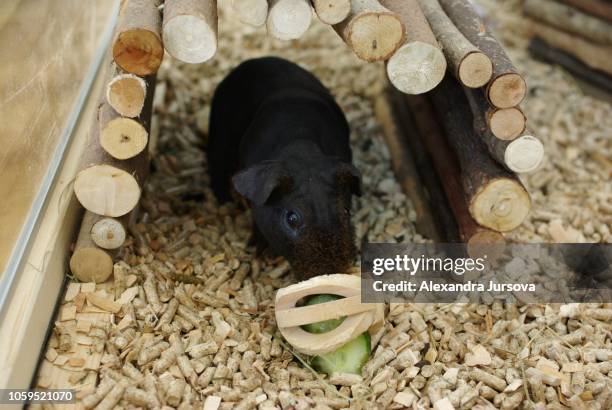 guinea pig - sans poils photos et images de collection