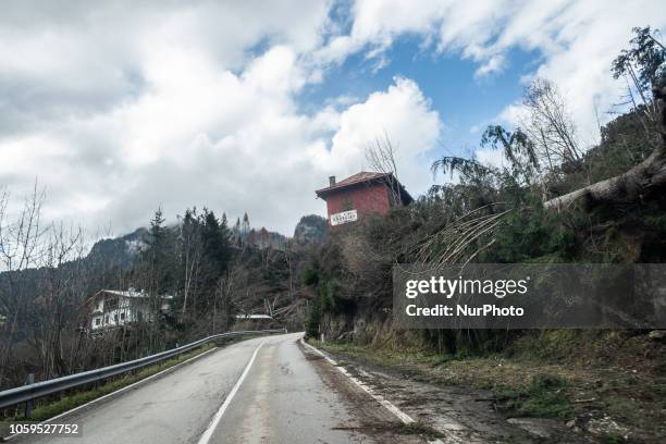 Uprooted trees after extreme winds of up to 190 kilometres per hour ripped through the Dolomites Mountains of Colle Santa Lucia, Belluno Province, in...